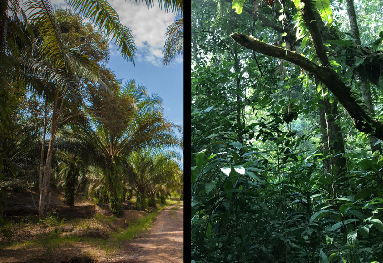 アブラヤシ農園(左)と熱帯林(右)同じく緑でも、トラの獲物となる草食動物が好むさまざまな植物は、アブラヤシ農園には存在しません。