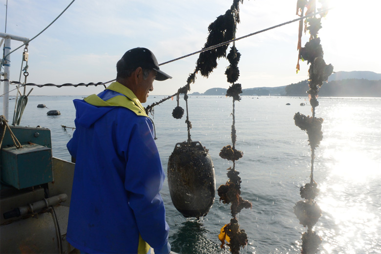 日本初のASC認証を取得した志津川湾戸倉海域のカキ養殖