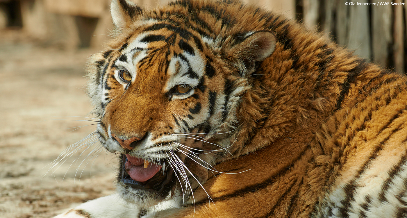 シベリアトラの野生復帰を断念 Wwfジャパン シベリアトラの野生復帰を断念 Wwfジャパン
