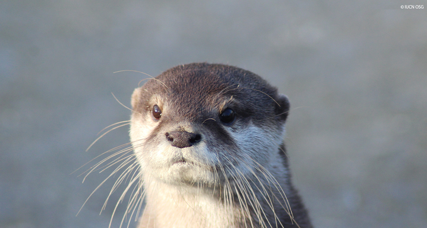 カワウソ可愛い その声に隠れた現実 Wwfジャパン