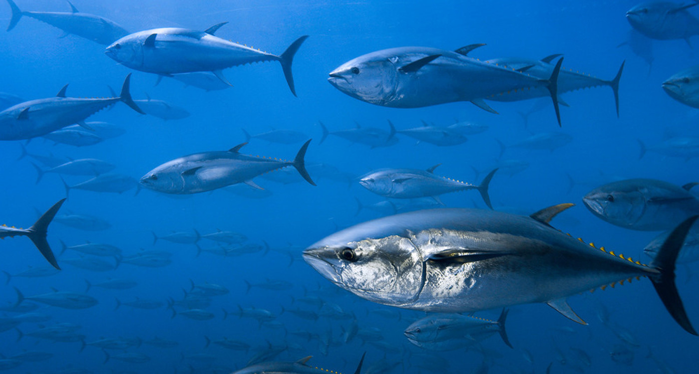 日本人大好き、みなみまぐろ（インドマグロ）の今 ｜WWFジャパン