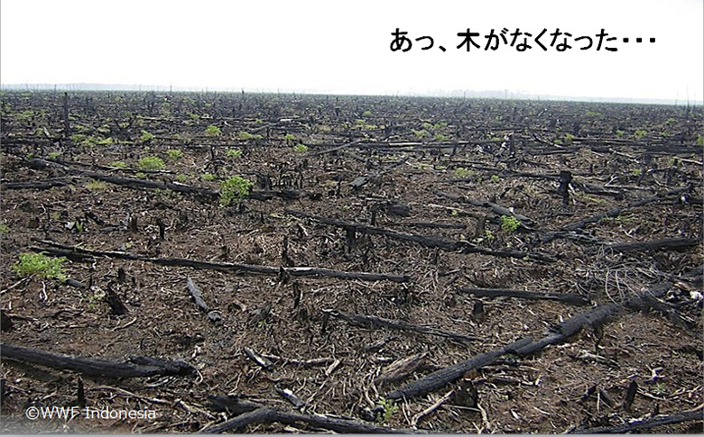 授業で使用した資料 木が一本もない