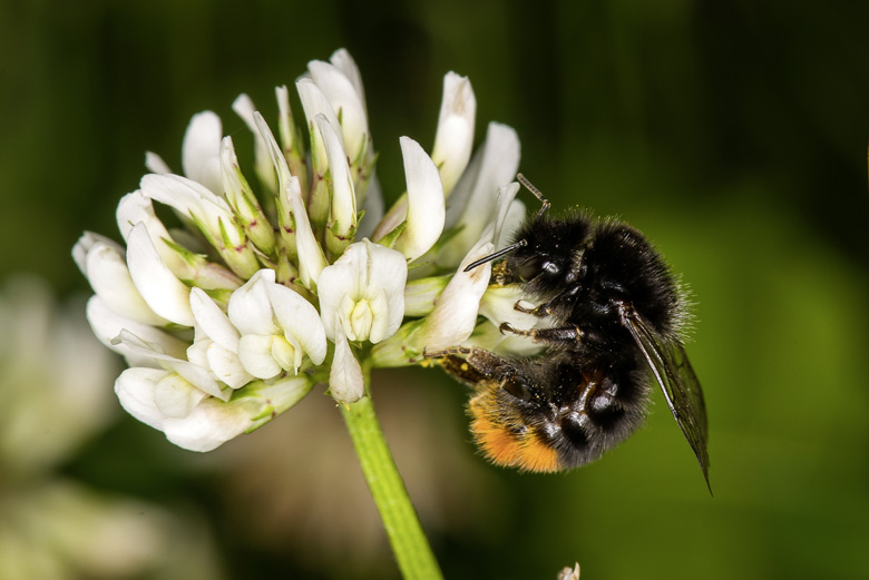 アカオマルハナバチ(Bombus lapidarie)は広範囲に一般的に生息するマルハナバチのー種