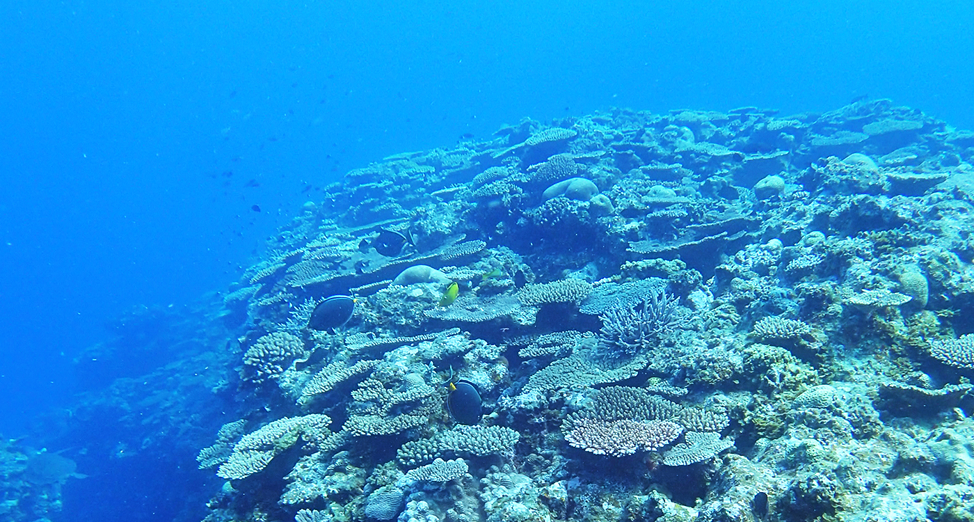 今は珊瑚礁は採れませんので 日本サンゴ礁学会公式サイト : サンゴ礁Q&A