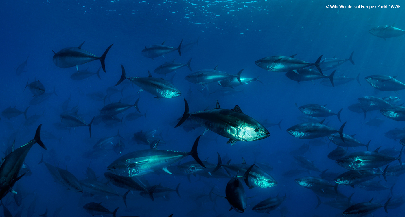 太平洋クロマグロの資源回復への道筋は？ WCPFC北小委員会会合 ｜WWF ..., 画像サイズ:1400x750