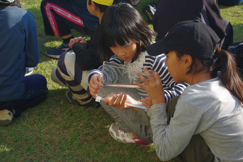 タナゴの観察。これは子どもたちに見せるため、鬼倉先生と院生の皆さんが、トラックで持ってきてくれた個体です。