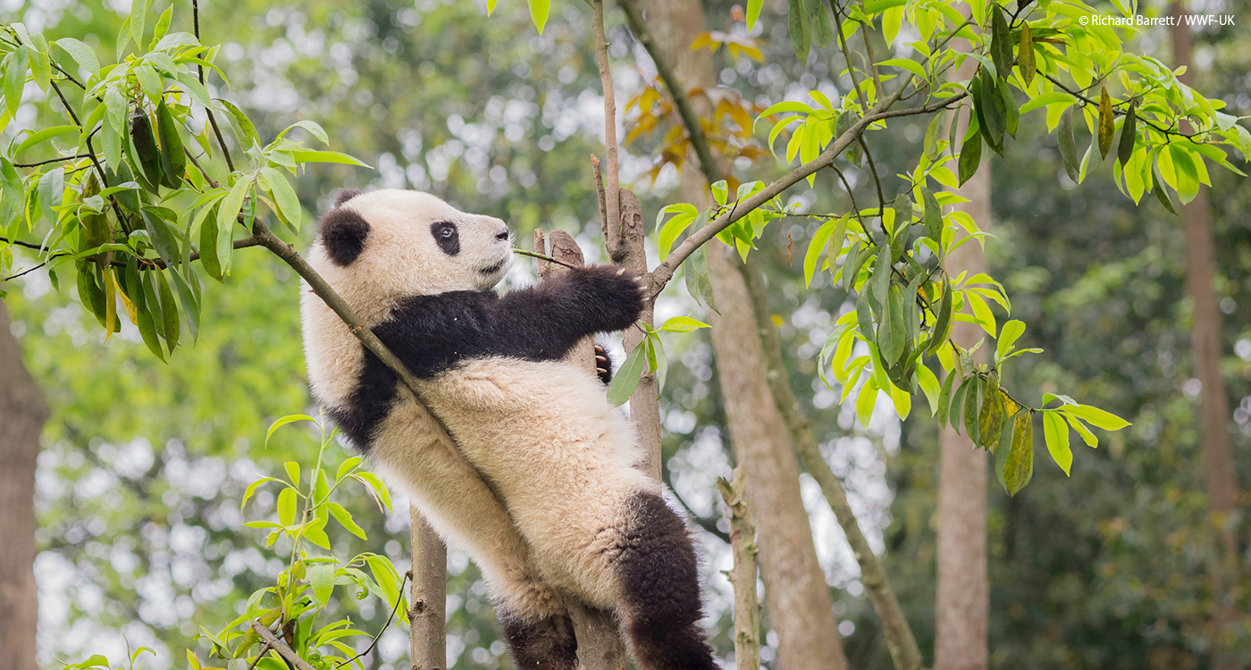 絶滅の危機に瀕している世界の野生生物のリスト レッドリスト について Wwfジャパン