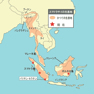 ボルネオ島で発見されたスマトラサイ 保護される Wwfジャパン