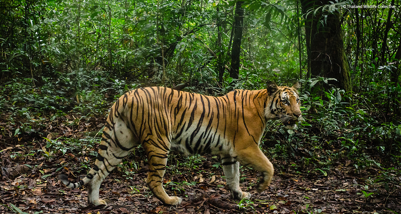 動画あり タイ最大の国立公園でトラの調査を開始 Wwfジャパン