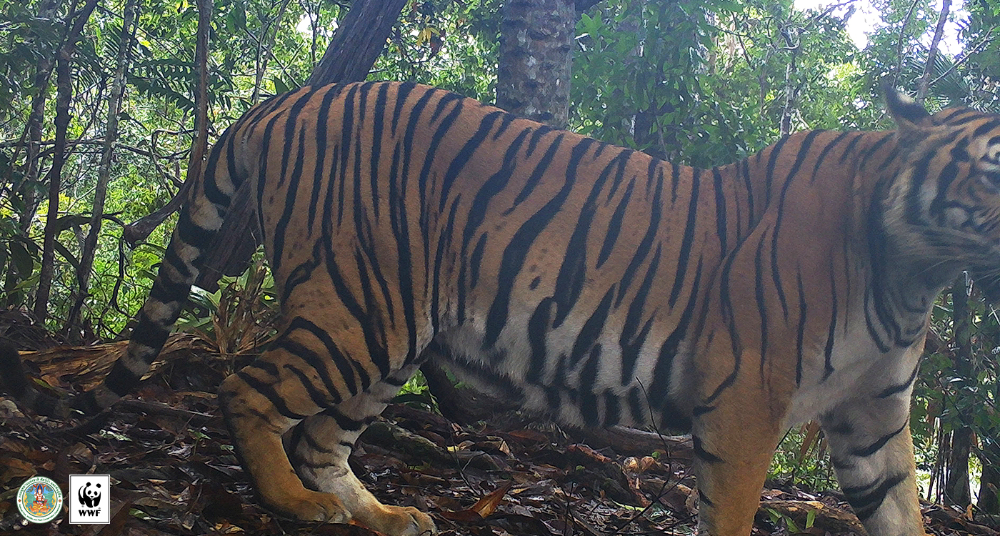 タイ最大の国立公園でトラの生息を確認 Wwfジャパン