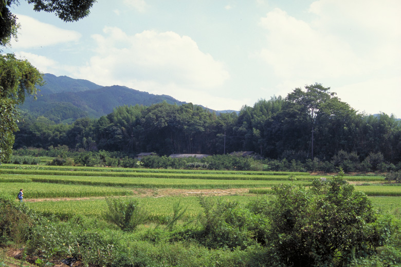 日本を代表する景色の一つ、里山の風景。