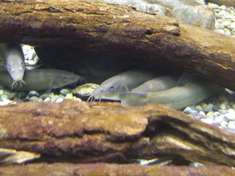 世界で、京都と岡山の数か所でしか生息が確認されていない淡水魚アユモドキ。すでに「国内希少野生動植物種」に指定されている、絶滅寸前の危機にある魚の一種です。