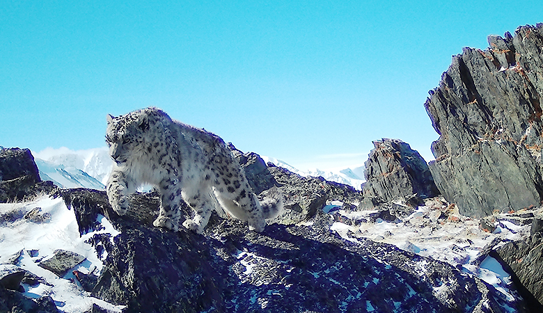 撮影されたユキヒョウ。アルタイ山脈のユキヒョウについては、モンゴル側でも調査と保護の取り組みが行なわれています。