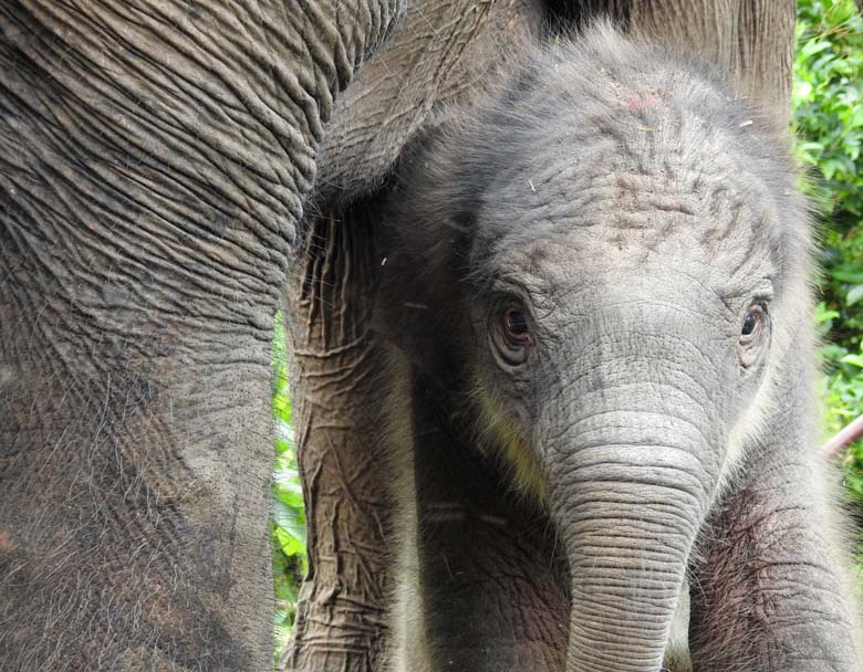 スマトラ島にすむアジアゾウの亜種スマトラゾウ。ブキ・バリサン・セラタン国立公園でもその生息域が減少し、人の生活圏にも出没。住民とのトラブルが問題になっている