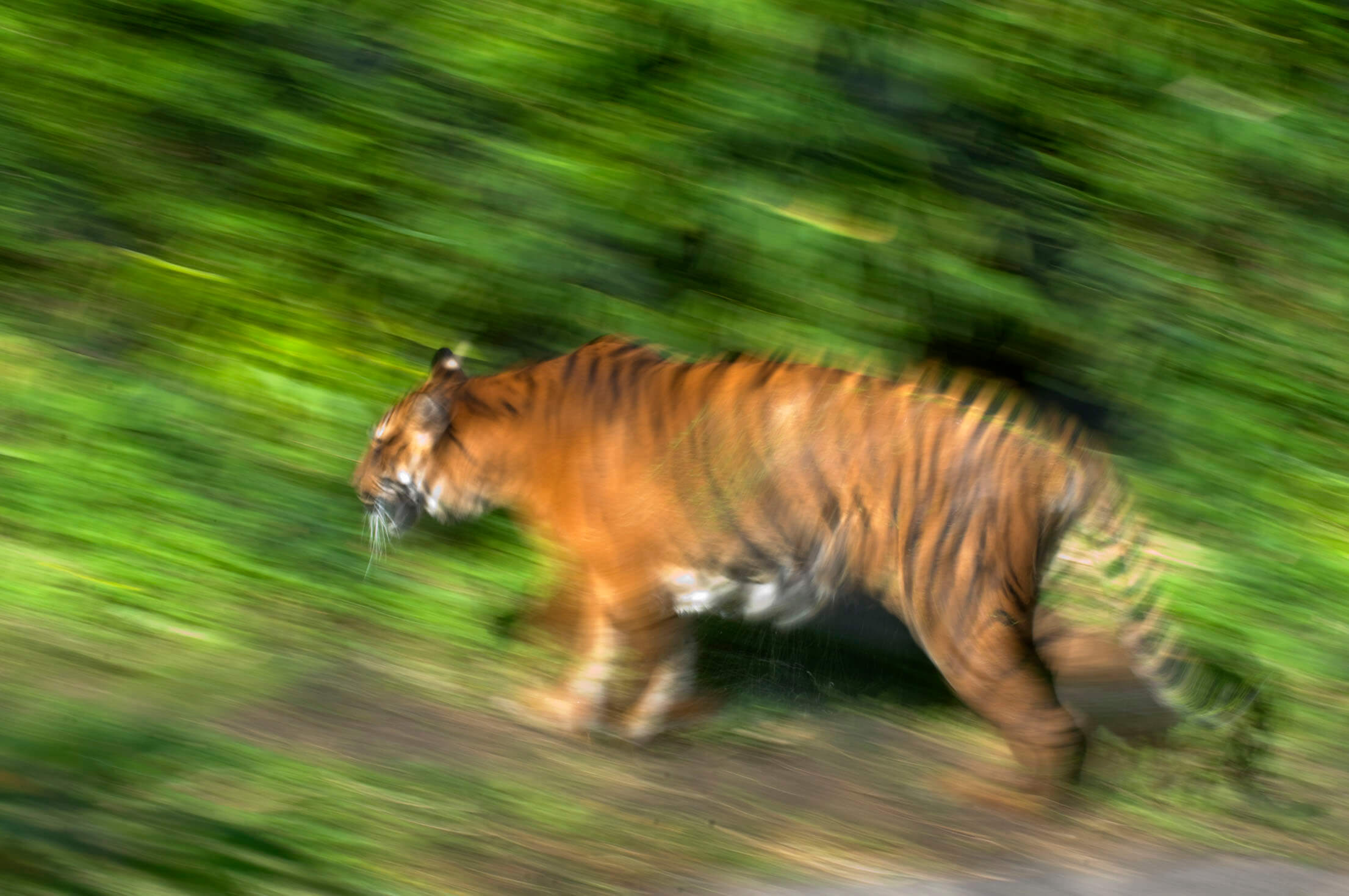 熱帯林の伐採により、トラなど絶滅のおそれのある野生動物が、すみかを追われている。森の周辺に作られたアブラヤシ農園に現れるケースも珍しくない。