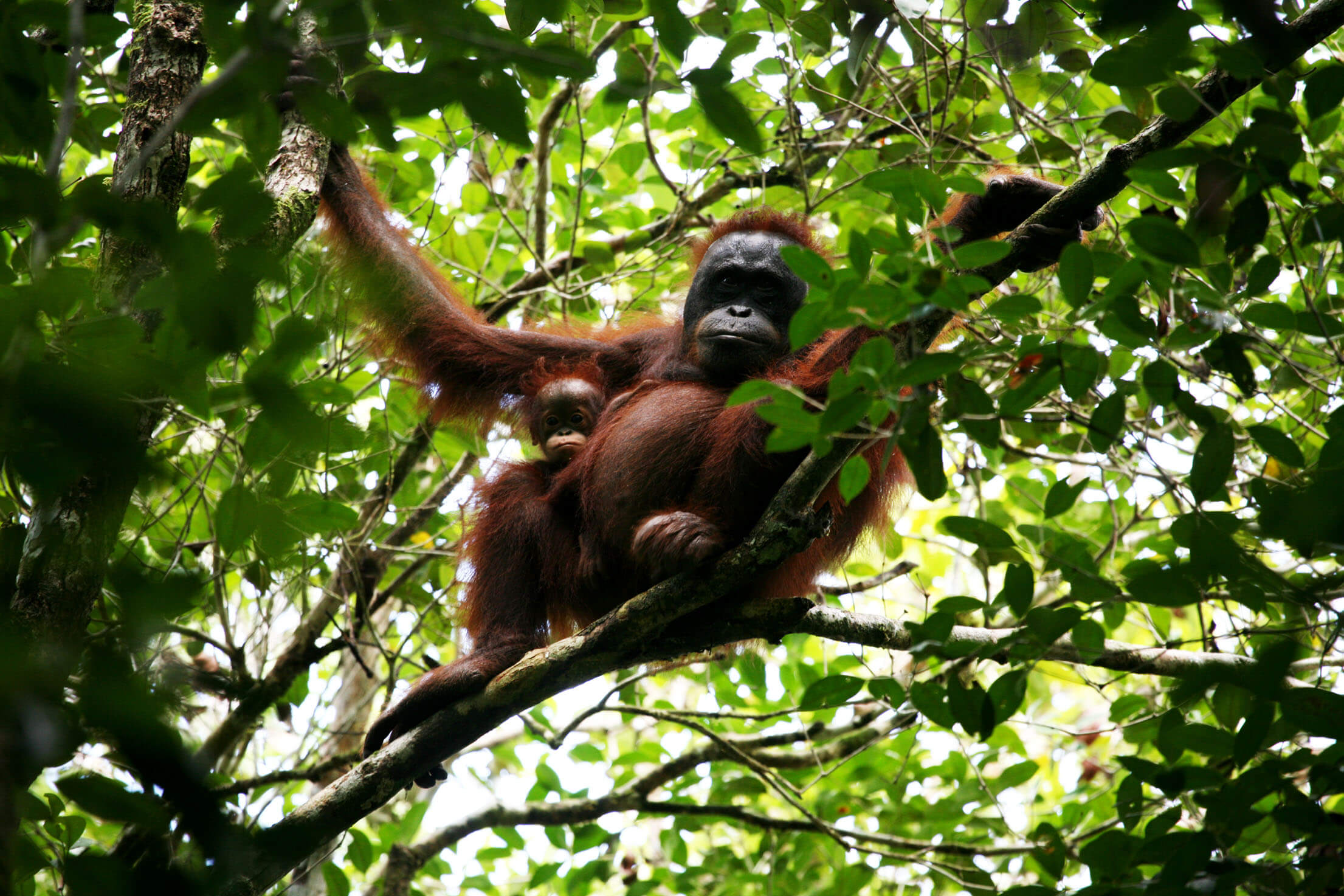 ブキバカブキラヤ国立公園は、オランウータンなどの貴重な野生動物のすみかとなっている