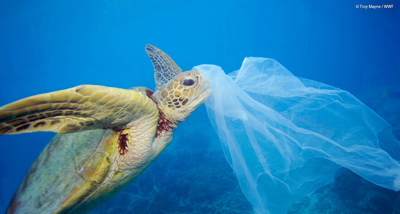 問題 海洋 プラスチック