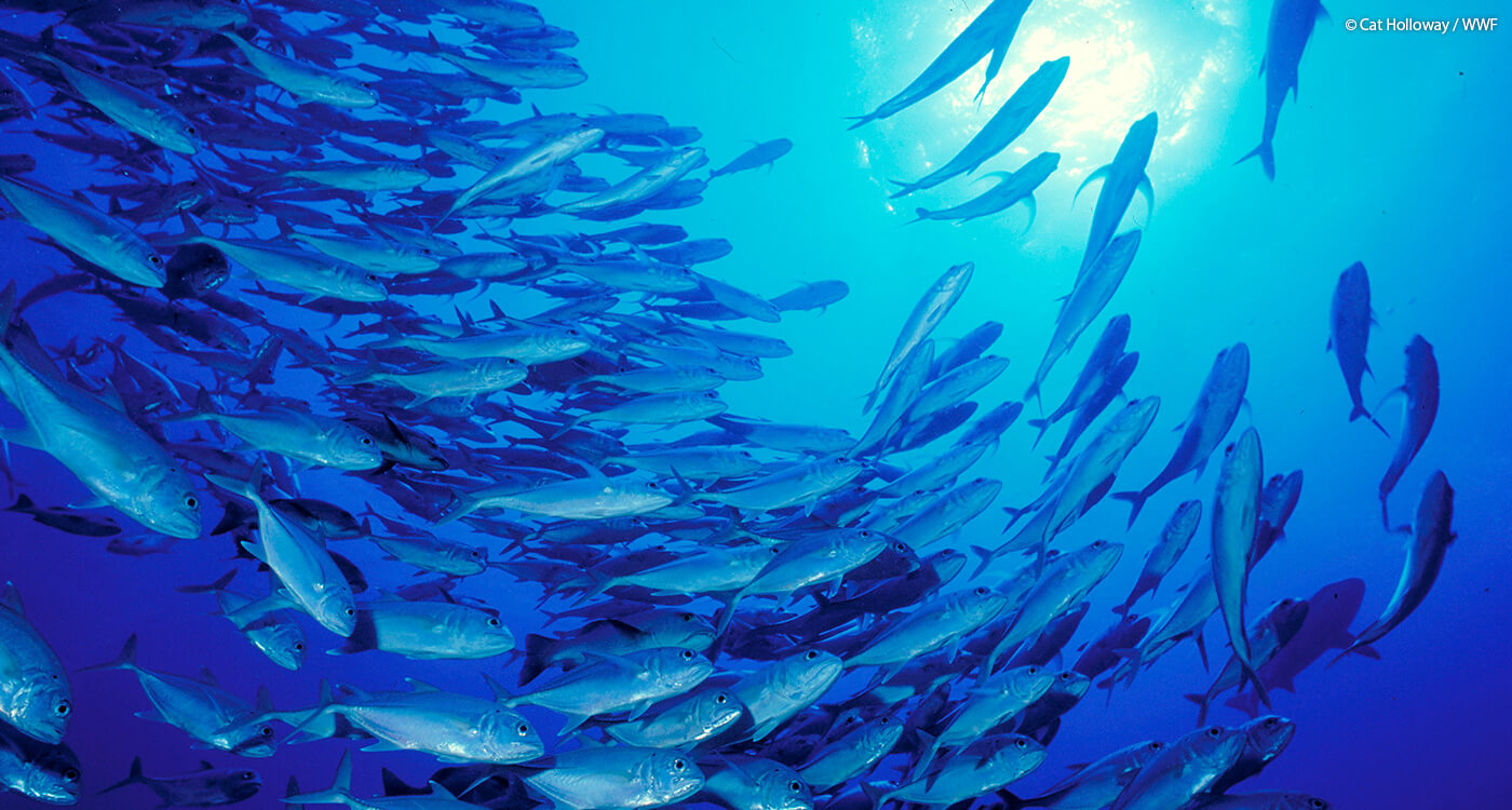 マグロという生物 Wwfジャパン マグロという生物 Wwfジャパン