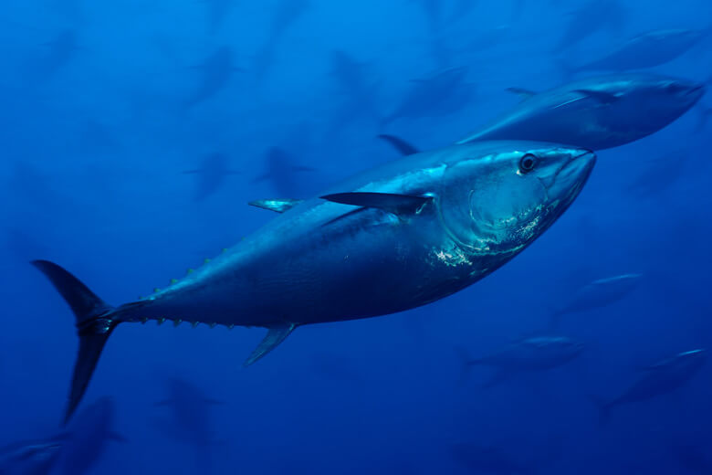 「海の日」アクションその1。今日食べる魚がどこでどのように獲られて自分の食卓まで来たのか考えてみる
