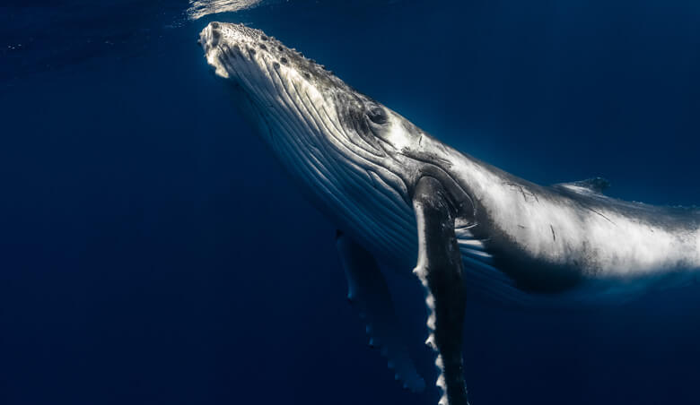 「海の日」アクションその2。ニュースで見たクジラのお腹から出たプラスチックの中に、自分たちが捨てたレジ袋があるかもしれない!?と考えてみる。