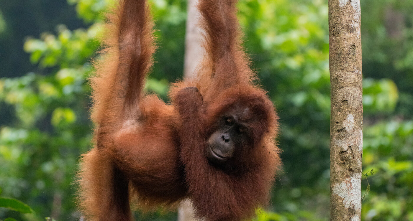 オランウータンの生態と 迫る危機について Wwfジャパン