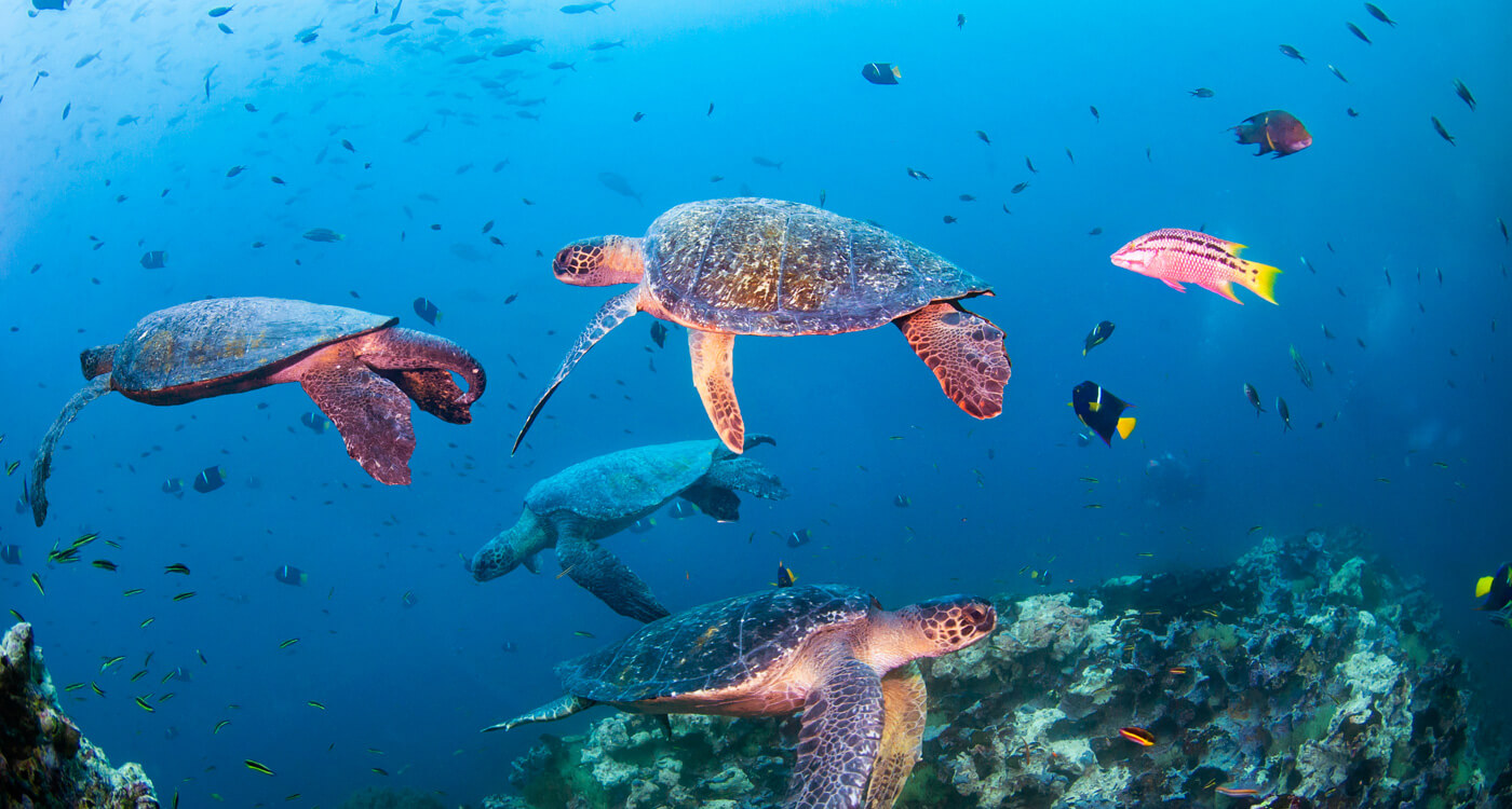 絶滅の危機が迫る ウミガメについて Wwfジャパン