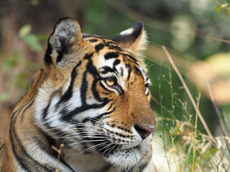 これを読めばトラ博士 絶滅危惧種トラの生態や亜種数は Wwfジャパン