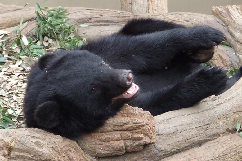 日本に生息する2種のクマ ツキノワグマとヒグマについて Wwfジャパン