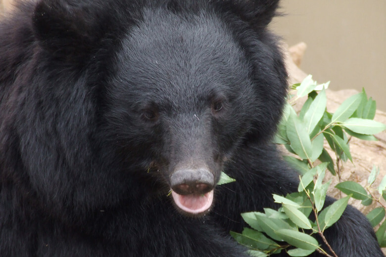 日本に生息する2種のクマ ツキノワグマとヒグマについて Wwfジャパン