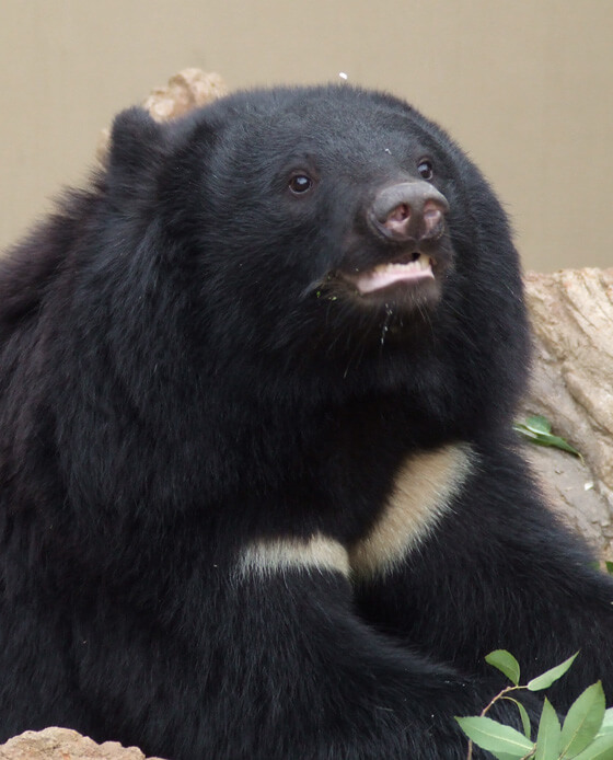 日本に生息する2種のクマ ツキノワグマとヒグマについて Wwfジャパン