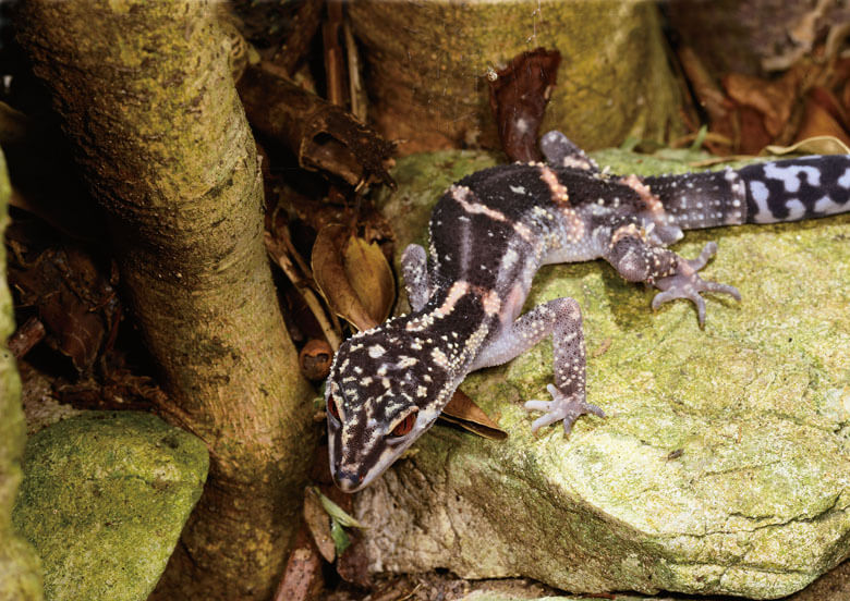 クロイワトカゲモドキ 肢はトカゲと同じ構造を持つので指に吸着版がなく、木登りは苦手。地上を歩き回って昆虫などの餌を食べます。