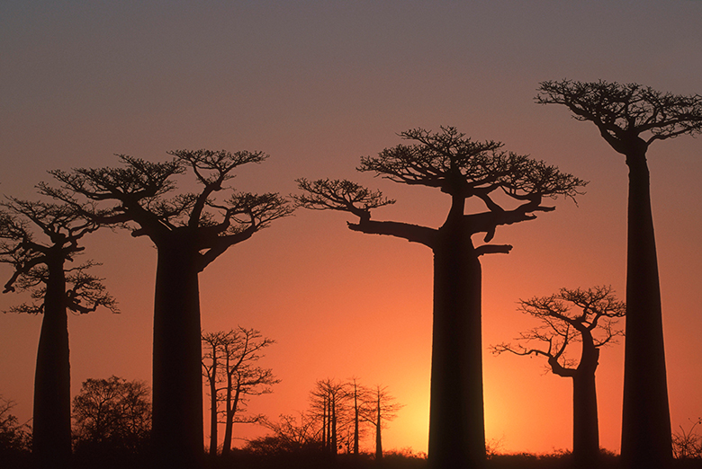 マダガスカルのバオバブ(Adansonia grandidieri)。附属書Ⅱに掲載。