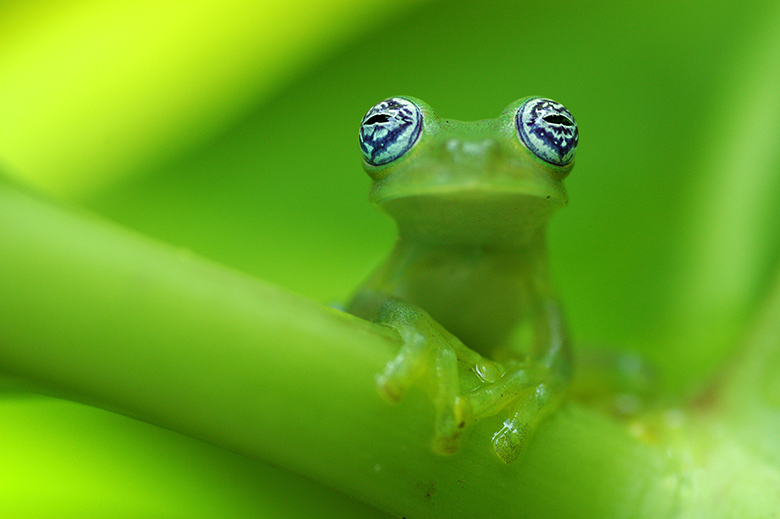 Ghost glass frog (Centrolenella ilex)。グラスフロッグと呼ばれる多数のカエルが附属書Ⅱへ掲載提案されている。