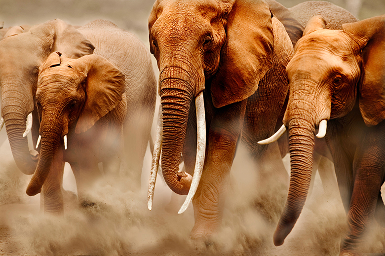 アフリカゾウ(Loxodonta africana)。3つの附属書改正提案や象牙の違法取引の問題が議論される。