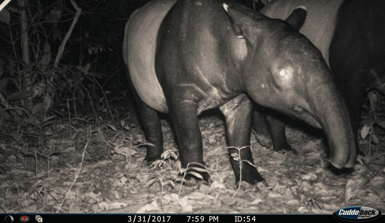 同じくカメラトラップで撮影されたマレーバク。夜行性で、夜撮影されることが多い動物です。これも絶滅が心配される野生動物です。
