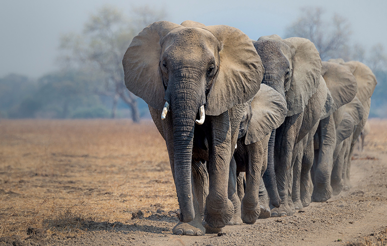 ザンビアのサウス・ルアングワ(South Luangwa)国立公園を歩くアフリカゾウ
