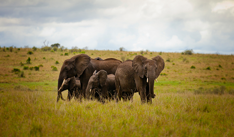 ケニアのマサイマラ(Masai Mara)保護区のアフリカゾウ