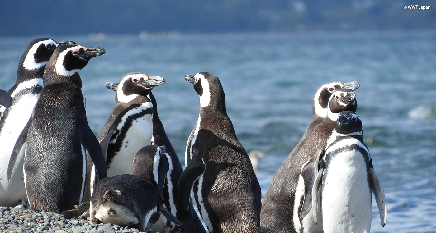 イルカと南十字星 そしてペンギンたち Wwfジャパン