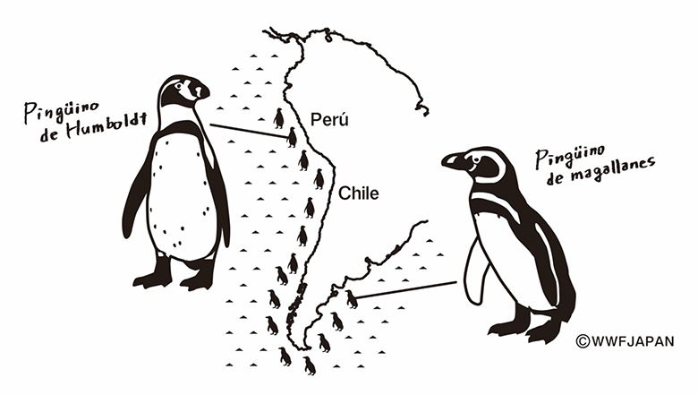 ミニトートの絵柄。フンボルトペンギン(左)は胸の黒線が一本、マゼランペンギン(右)は二本ある