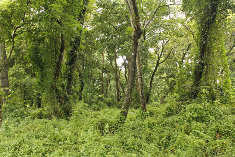 沢山の動植物から構成される森林生態系もたった一つの外来種によって大きな影響が出ることも。写真はミカニアと呼ばれるつる性植物。草木を覆い、イッカクサイなどの食べ物が少なくなっているチトワン国立公園にて(ネパール)