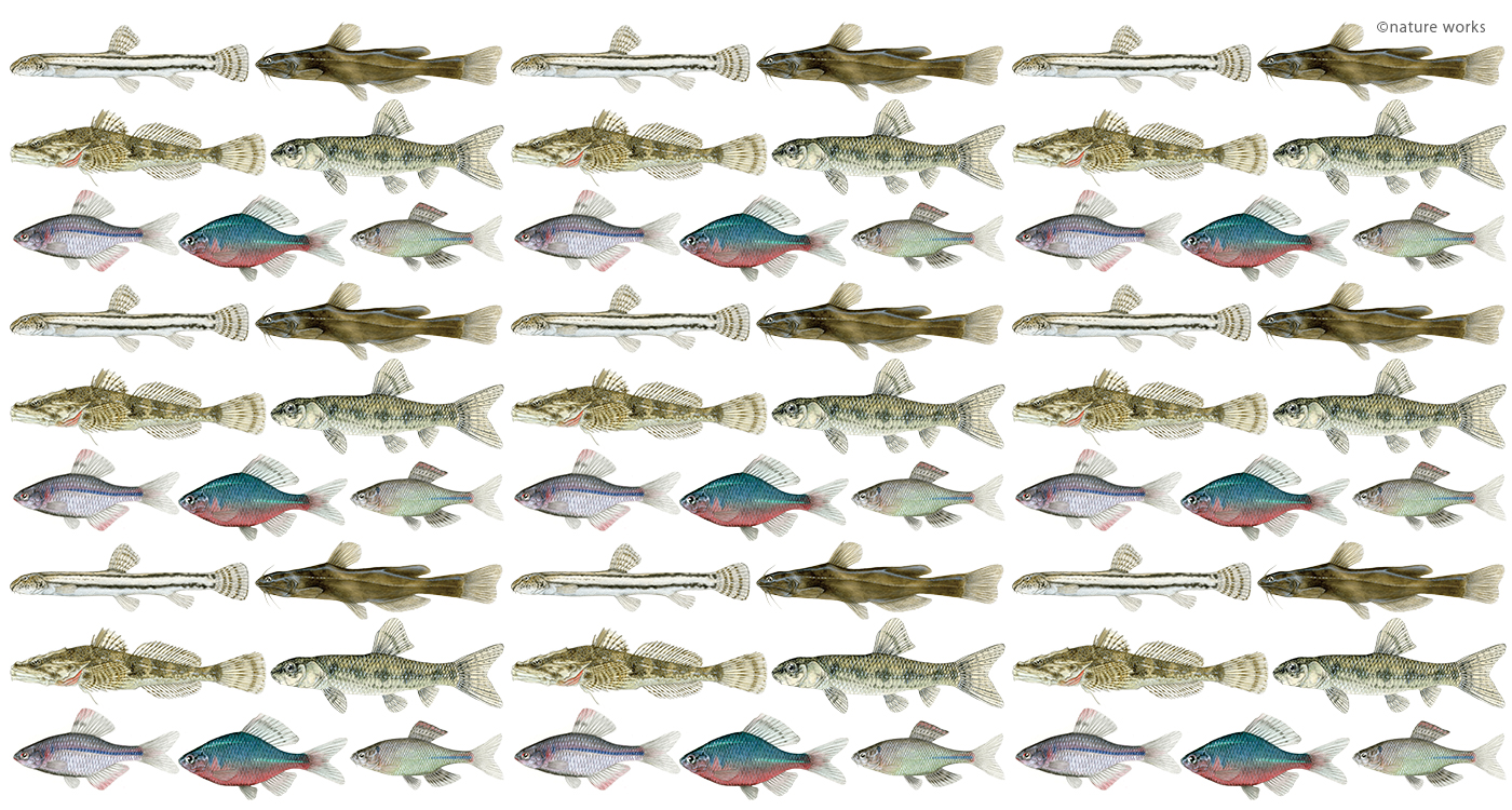 日本の淡水魚 絶滅危惧種図鑑 Wwfジャパン