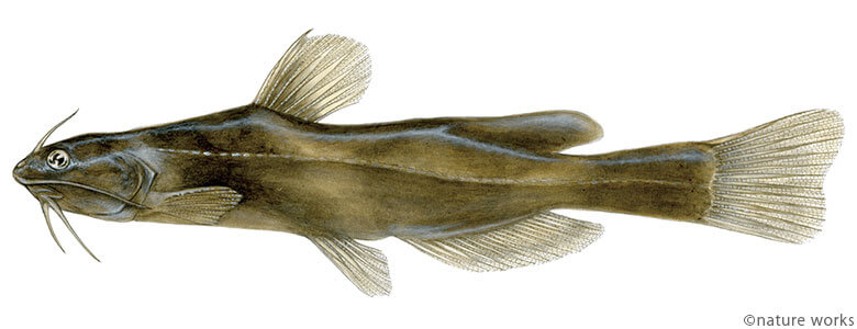 アリアケギバチ Ariake cuttailed bullhead