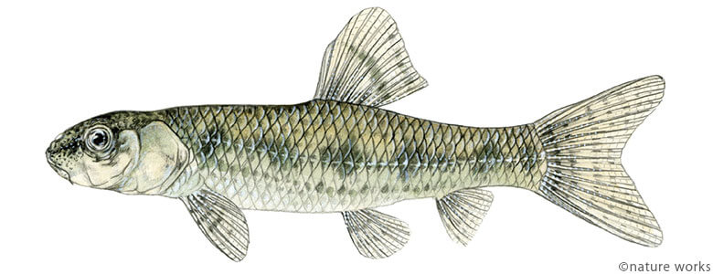 ゼゼラ Biwa dwarf gudgeon 