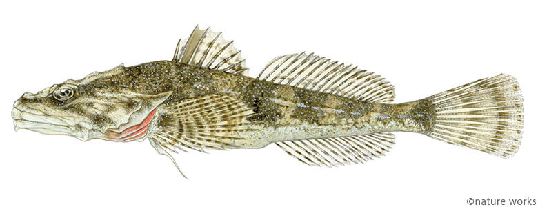 ヤマノカミ Roughskin sculpin