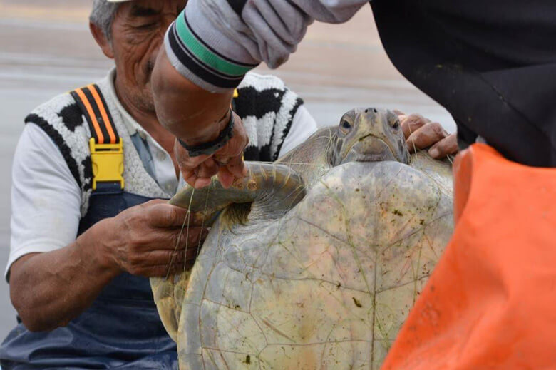 WWFでは、漁網に絡まったウミガメを安全に海に帰す方法の普及にも取り組んでいる