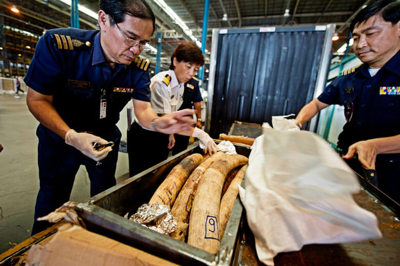 タイのスワンナプーム空港の税関職員により発見された密輸象牙。モザンビークから発送された荷物から見つかった。