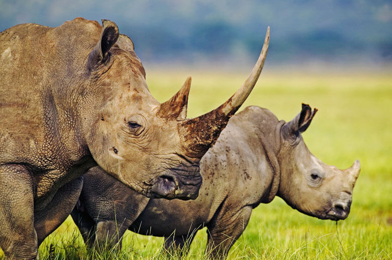 シロサイ(Ceratotherium simum)の親子、ケニアのナクル湖国立公園で撮影。