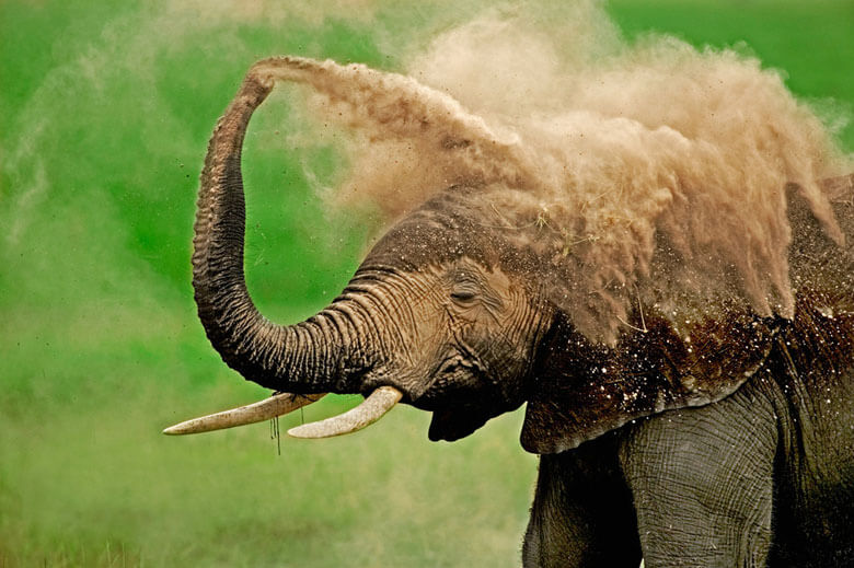 砂浴びをするアフリカゾウ (Loxodonta africana)、ケニアのアンボセリ国立公園で撮影。