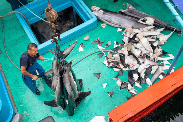 エクアドル(マンタ)の魚市場に運ばれ加工されるサメ。水産種の場合、公海での漁獲物を自国の港に水揚げすることも、ワシントン条約の国際取引に相当する。このため、附属書Ⅱと同様の規制がかかることになる。