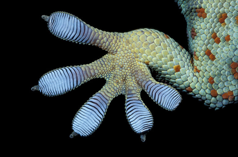 トッケイヤモリ(Gecko gecko)の手。トッケイヤモリはCoP18で附属書Ⅱへの掲載が決まった。伝統薬やペットとしての需要が高い。